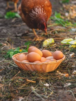 Chickens and ducks on a farm. Selective focus. nature.