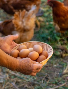 Grandmother holding eggs on a farm. Selective focus. food.