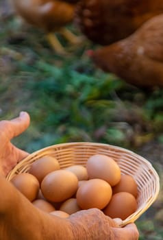 Grandmother holding eggs on a farm. Selective focus. food.