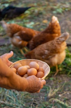 Grandmother holding eggs on a farm. Selective focus. food.