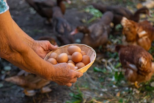 Grandmother holding eggs on a farm. Selective focus. food.