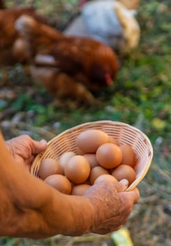 Grandmother holding eggs on a farm. Selective focus. food.