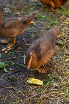 Chickens and ducks on a farm. Selective focus. Nature.