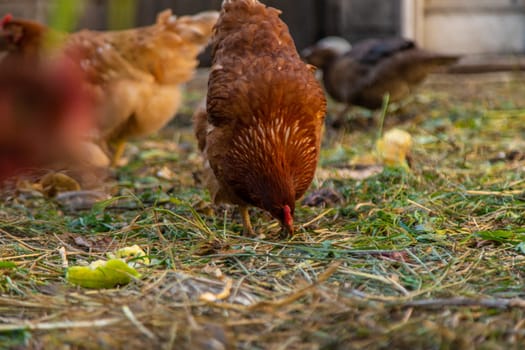 Chickens and ducks on a farm. Selective focus. Nature.