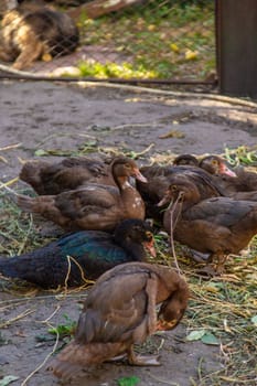 Chickens and ducks on a farm. Selective focus. Nature.