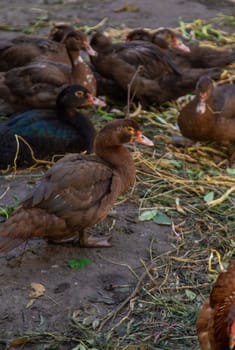 Chickens and ducks on a farm. Selective focus. Nature.