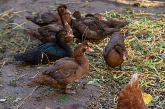 Chickens and ducks on a farm. Selective focus. Nature.