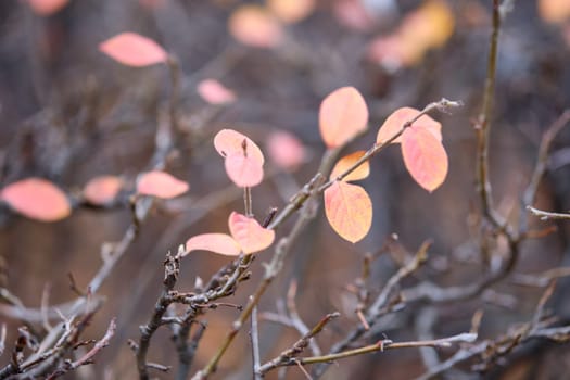 In a tranquil forest, late afternoon sunlight illuminates soft pink and orange leaves still attached to bare branches, showcasing the beauty of autumn's transition.