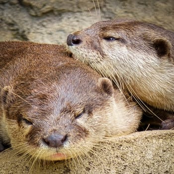 playful otter or known as Aonyx cinereus living around river bank, showcasing its intricate fur texture and natural habitat with its companion, wildlife content creation nature, cute, mammal, otter,