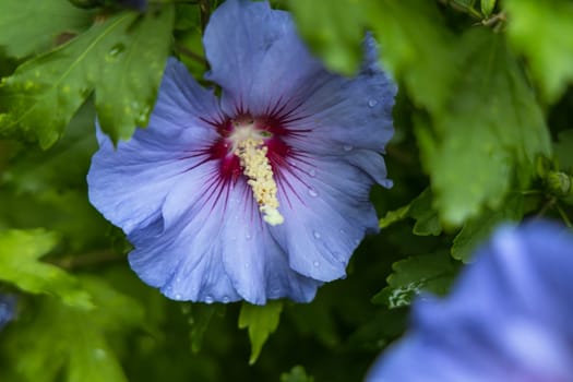 Beautiful hibiscus bush with blue flowers in the garden. High quality photo