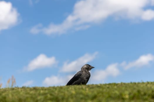 Western Jackdaw on green grass against blue sky.