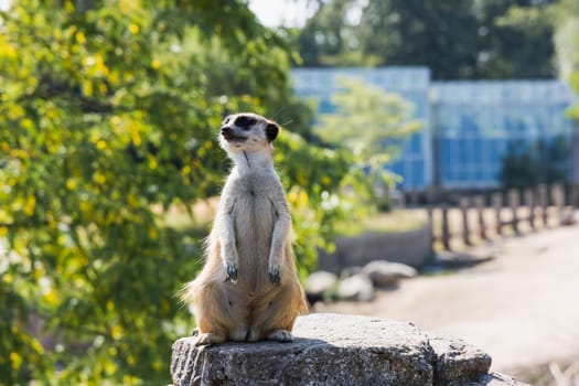Beautiful meerkat or suricate sits on its hind legs and looks into the distance.