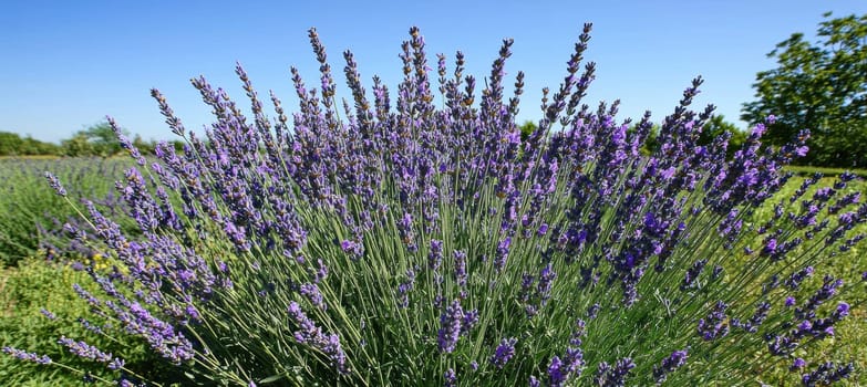 Close-up of lavender flowers in full bloom under soft sunlight, set against a clear blue sky. the scene evokes tranquility and freshness, ideal for spring-themed designs and stock photography focused on nature and floral beauty.