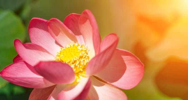 A pink lotus flower sways in the wind, Nelumbo nucifera. Against the background of their green leaves. Lotus field on the lake in natural environment
