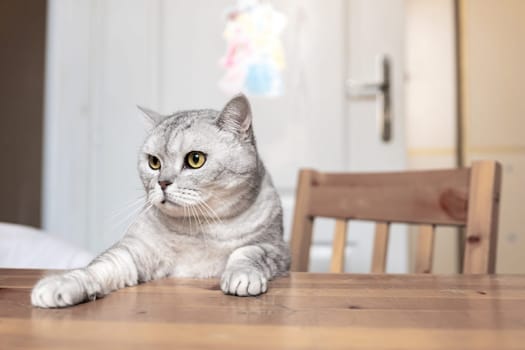 A silver tabby cat with yellow eyes sits on a wooden table, paws extended, staring intently at something off-camera.