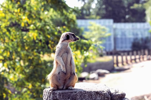 Beautiful meerkat or suricate sits on its hind legs and looks into the distance.