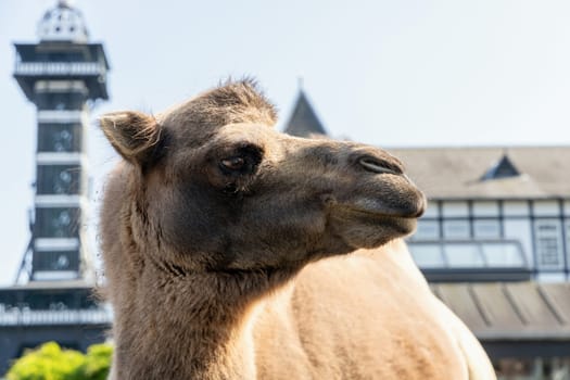 One two humped camel stands and looks forward. High quality photo