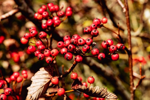 Red rowan berries on autumn tree. High quality photo
