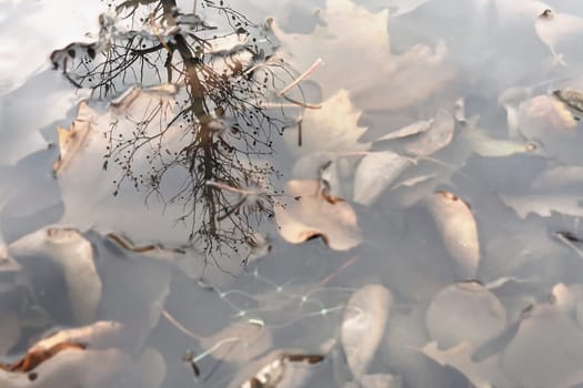 Autumn Leaves Submerged in Water with Tree Reflection.A serene scene of autumn leaves submerged in still water. The leaves, in various stages of decay, create a natural mosaic of earthy tones. A reflection of bare tree branches stretches across the water's surface, adding depth and a sense of tranquility to the composition. The interplay of light, shadow, and reflection makes this image visually captivating and evocative of the changing seasons.