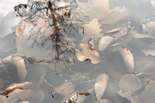 Autumn Leaves Submerged in Water with Tree Reflection.A serene scene of autumn leaves submerged in still water. The leaves, in various stages of decay, create a natural mosaic of earthy tones. A reflection of bare tree branches stretches across the water's surface, adding depth and a sense of tranquility to the composition. The interplay of light, shadow, and reflection makes this image visually captivating and evocative of the changing seasons.