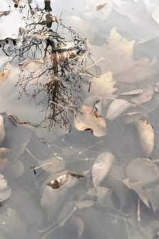 Autumn Leaves Submerged in Water with Tree Reflection.A serene scene of autumn leaves submerged in still water. The leaves, in various stages of decay, create a natural mosaic of earthy tones. A reflection of bare tree branches stretches across the water's surface, adding depth and a sense of tranquility to the composition. The interplay of light, shadow, and reflection makes this image visually captivating and evocative of the changing seasons.