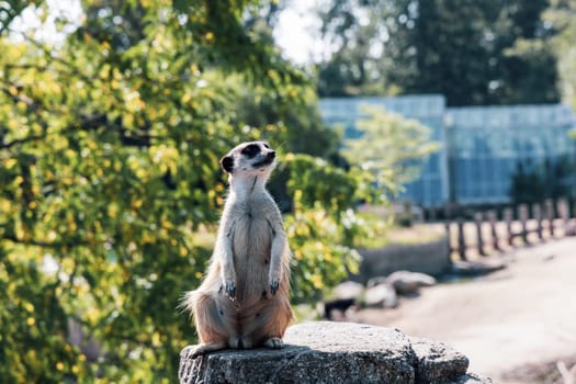 Beautiful meerkat or suricate sits on its hind legs and looks into the distance.
