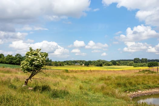 Rural landscape green field with a tree and a field of flowers on a summer day. High quality photo