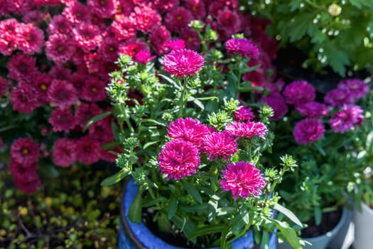 Background with beautiful autumn flowers asters. High quality photo