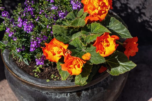 Flowers in a flower pot outside. High quality photo