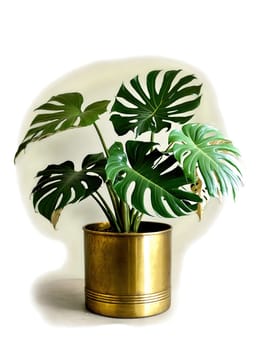 Vintage Charm Antique brass pot holding a mature Monstera, evoking an elegant, timeless appeal.