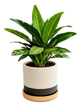 Modern Tropical Stylish, geometric pot holding a lush zamioculcas, capturing the essence of modern tropical decor.