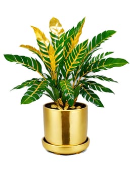 Green & Gold Luxurious gold pot with a thriving zamioculcas, a symbol of wealth and nature's beauty.