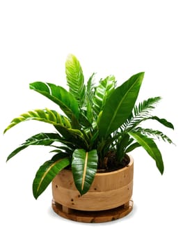 Rainforest Retreat Evoke a tropical rainforest with a zamioculcas in a natural, wooden pot, surrounded by mist.