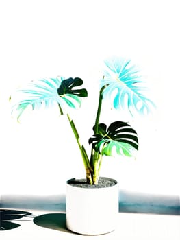 Light Play Creative use of light and shadows on a Monstera, creating an ethereal atmosphere.