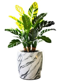 Zamioculcas in marble effect planter, dramatic backlighting, gentle spin, professional grade, transparent setting