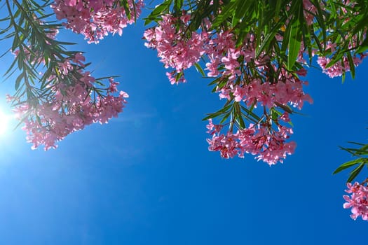 Bunches of pink petals of fragrant Sweet Oleander flower or Rose Bay, flowering plant blossom on green leaves background in summer season . High quality photo