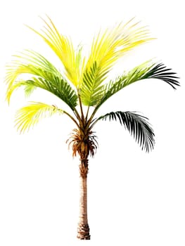 Adonidia Palm, slender trunk, graceful fronds, bright sunlight, transparent background, product hero shot, dynamic advertisement, motion, vibrant colors.