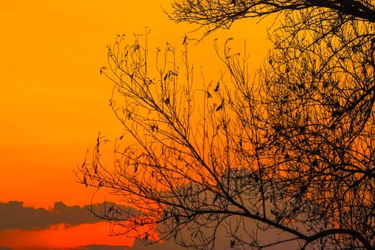 A solitary tree, its bare branches etched against a canvas of fiery orange and soft purple hues. The setting sun casts long shadows, creating a dramatic silhouette against the vibrant sky.