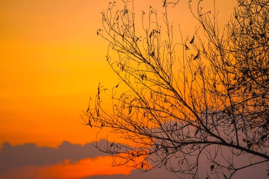 A solitary tree, its bare branches etched against a canvas of fiery orange and soft purple hues. The setting sun casts long shadows, creating a dramatic silhouette against the vibrant sky.
