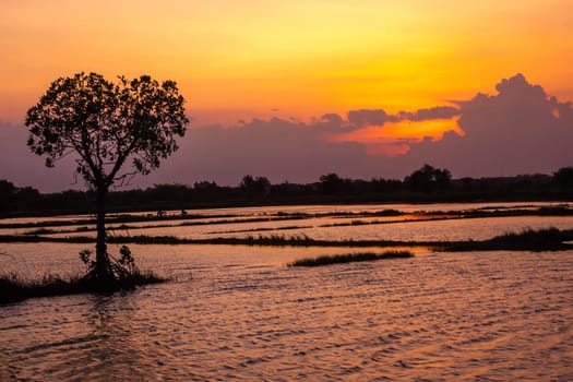 A silhouette of a tree stands tall against a vibrant sunset over a flooded rice field in Surabaya, Indonesia.