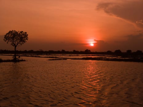 A silhouette of a tree stands tall against a vibrant sunset over a flooded rice field in Surabaya, Indonesia.