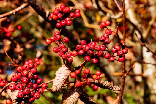 Red rowan berries on autumn tree. High quality photo