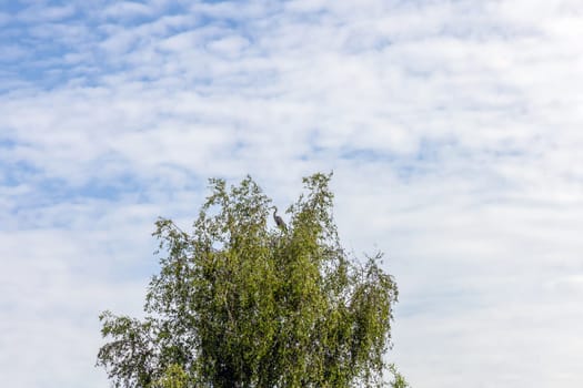 A stork in the nest on top of a birch tree against the sky. High quality photo