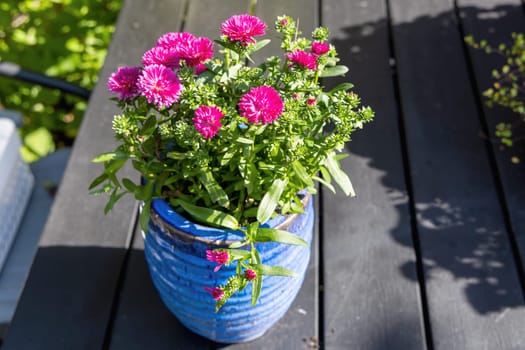 Background with beautiful autumn flowers asters. High quality photo