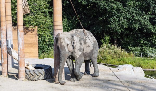 A large African elephant walks alone in a nature park. High quality photo