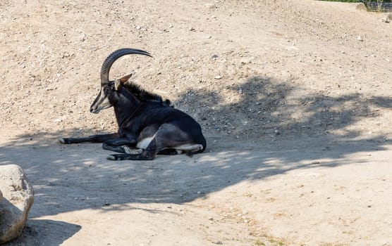 Mountain goat with horns lies in the shade of a mountain. High quality photo