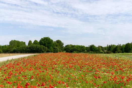 Beautiful green field with red poppy flowers. High quality photo