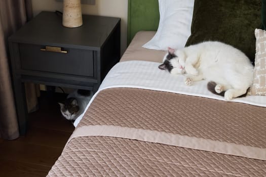 Two cozy cats are lounging comfortably in a stylish, welldecorated bedroom, enhancing the serene atmosphere