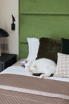 A serene bedroom scene with a charming white cat resting on stylish bedding, enhancing the cozy atmosphere