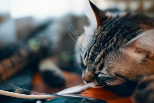 Close-up portrait of grey cat sleeping perfect dream.